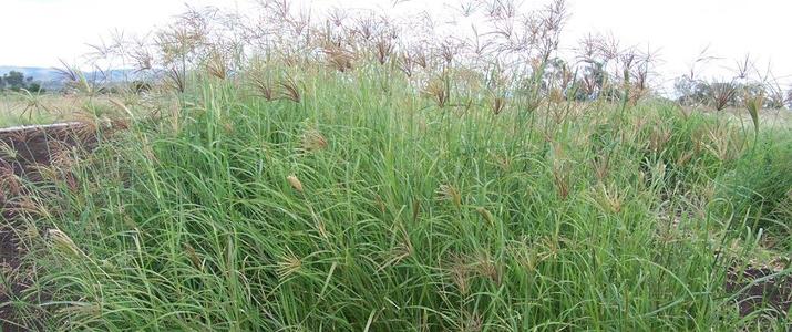 Rhodes grass deals